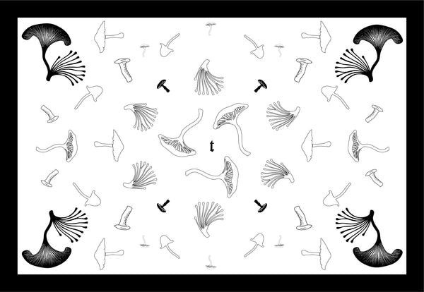 Pareo - B&W Origin w/b